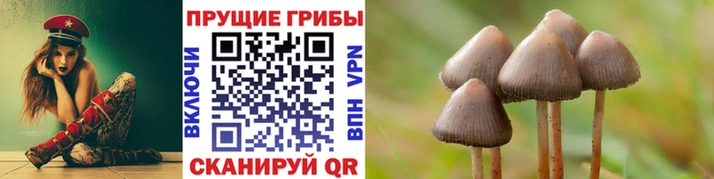 Псилоцибиновые грибы Cubensis Александровское